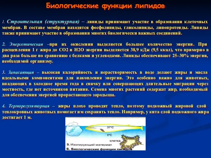 Биологические функции липидов 1. Строительная (структурная) – липиды принимают участие в