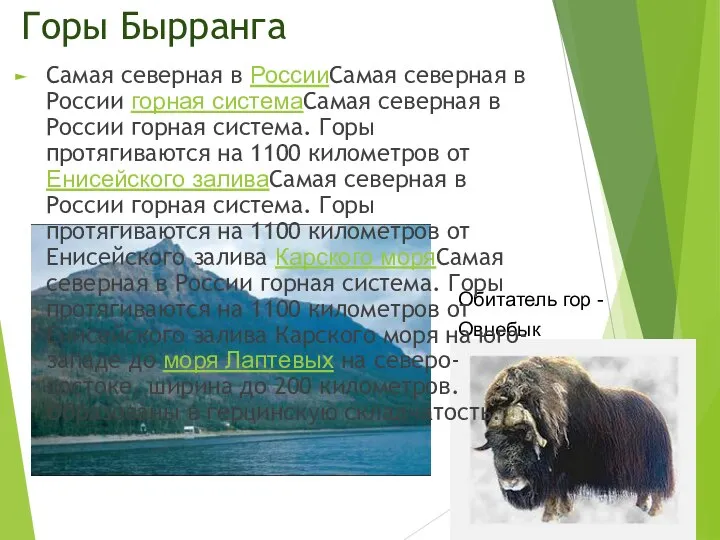 Горы Бырранга Обитатель гор - Овцебык Самая северная в РоссииСамая северная