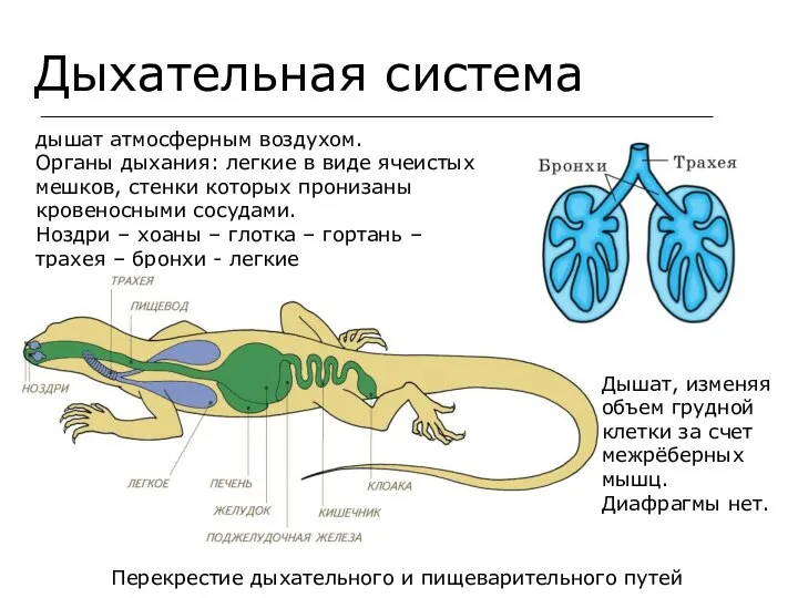 Дыхательная система дышат атмосферным воздухом. Органы дыхания: легкие в виде ячеистых