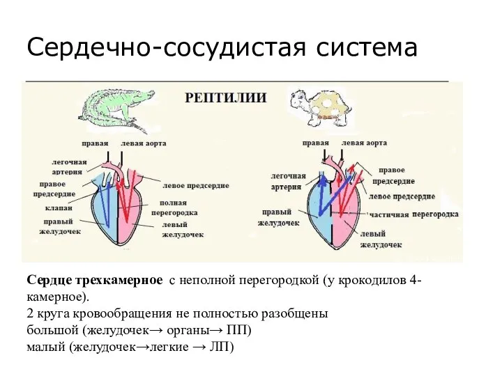 Сердечно-сосудистая система Сердце трехкамерное с неполной перегородкой (у крокодилов 4-камерное). 2