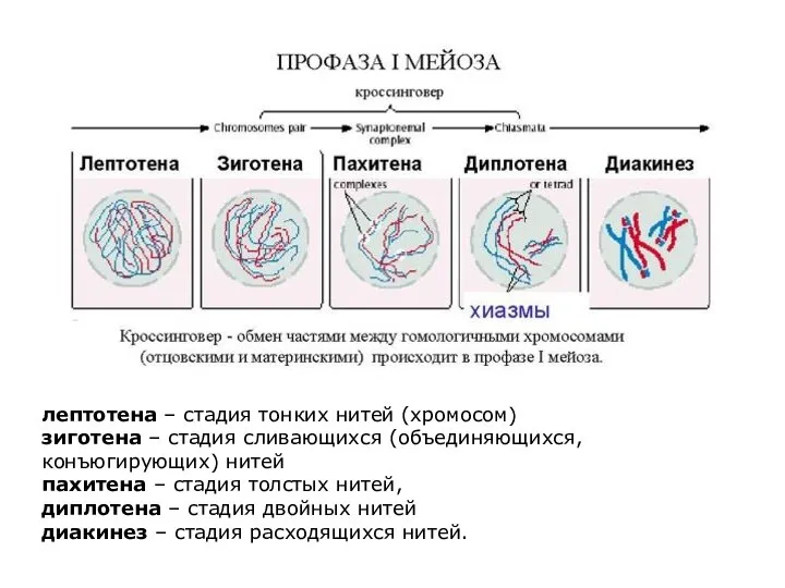 лептотена – стадия тонких нитей (хромосом) зиготена – стадия сливающихся (объединяющихся,
