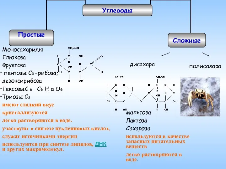 Моносахариды Глюкоза Фруктоза пентозы С5 – рибоза, дезоксирибоза ГексозыС 6 С6
