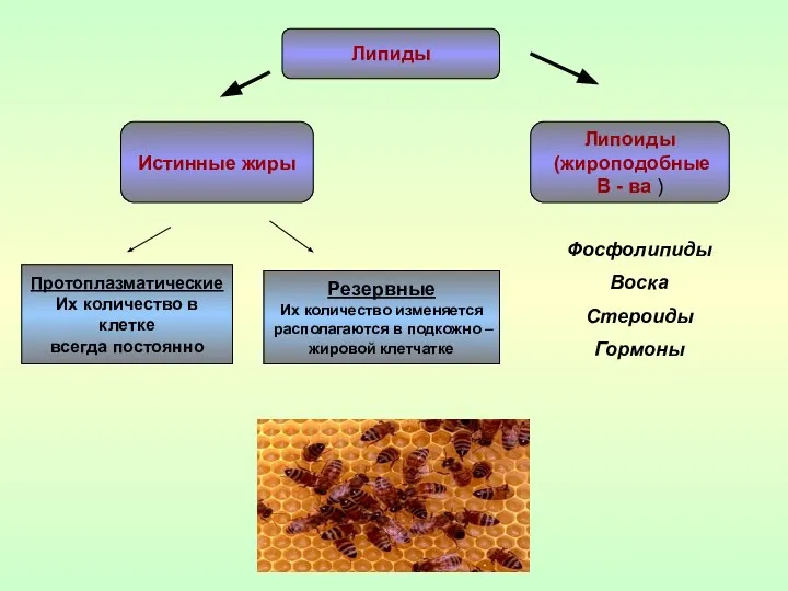 Липиды Истинные жиры Липоиды (жироподобные В - ва ) Протоплазматические Их