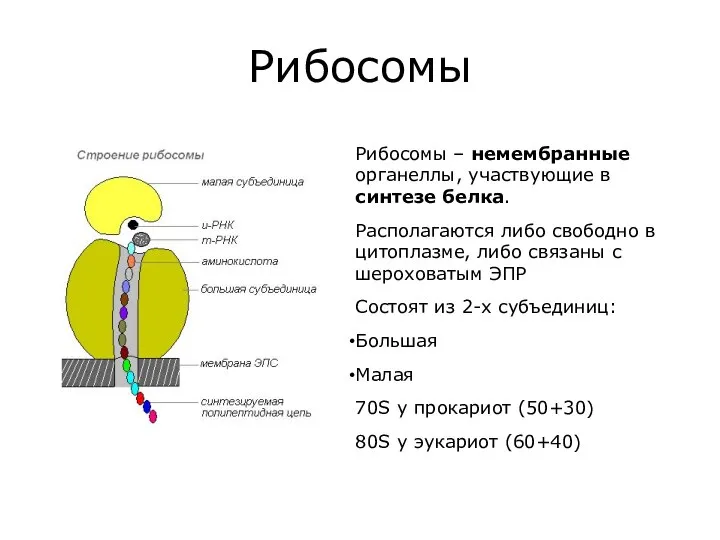Рибосомы Рибосомы – немембранные органеллы, участвующие в синтезе белка. Располагаются либо