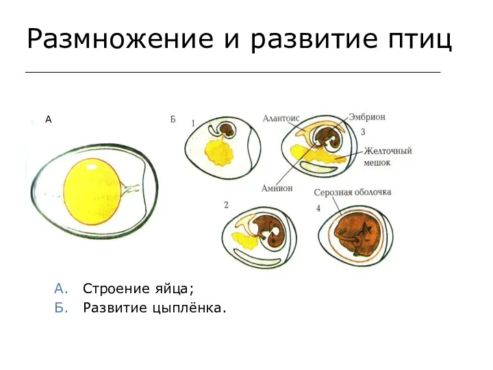 Размножение и развитие птиц А. Строение яйца; Б. Развитие цыплёнка. А