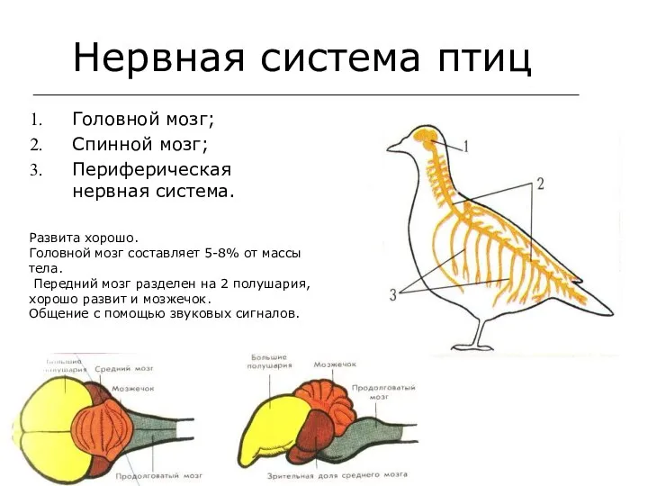 Нервная система птиц Развита хорошо. Головной мозг составляет 5-8% от массы