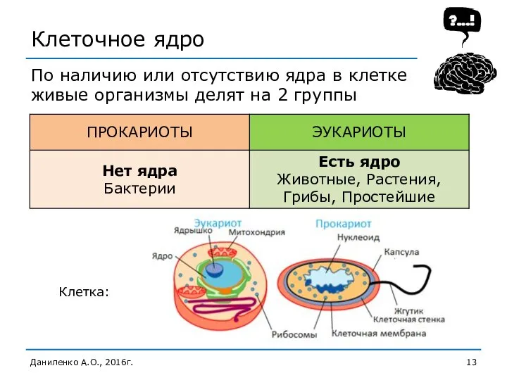 Клеточное ядро Даниленко А.О., 2016г. По наличию или отсутствию ядра в