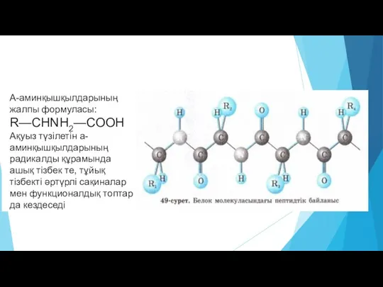 А-аминқышқылдарының жалпы формуласы: R—CHNH2—COOH Ақуыз түзілетін a-аминқышқылдарының радикалды құрамында ашық тізбек