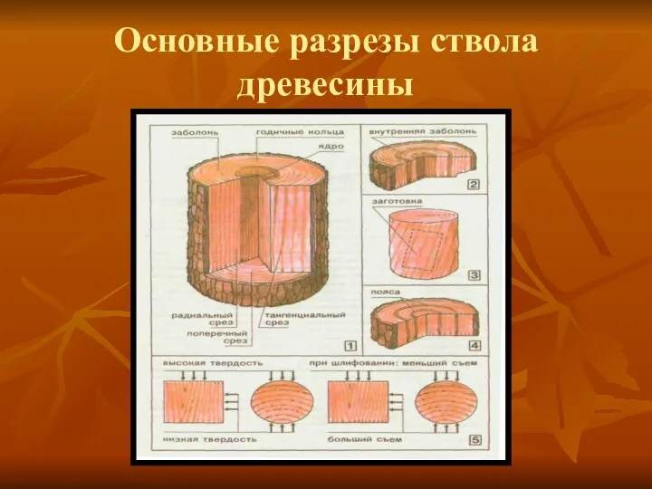 Основные разрезы ствола древесины