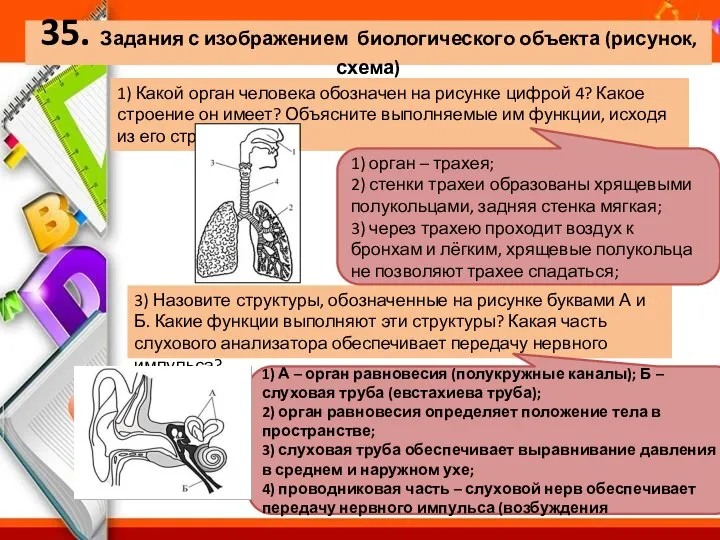 35. Задания с изображением биологического объекта (рисунок, схема) 1) Какой орган