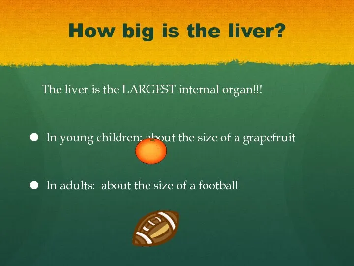 How big is the liver? The liver is the LARGEST internal