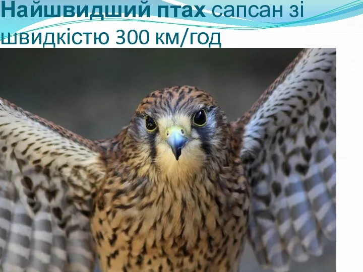 Найшвидший птах сапсан зі швидкістю 300 км/год