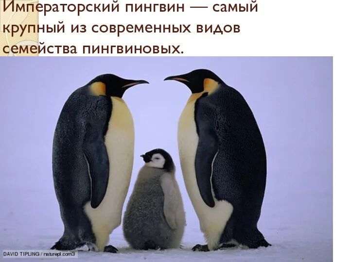 Императорский пингвин — самый крупный из современных видов семейства пингвиновых.