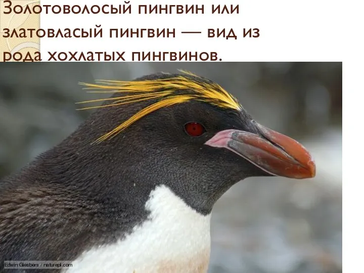 Золотоволосый пингвин или златовласый пингвин — вид из рода хохлатых пингвинов.
