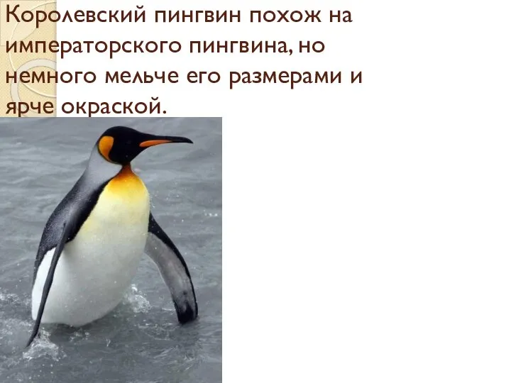 Королевский пингвин похож на императорского пингвина, но немного мельче его размерами и ярче окраской.