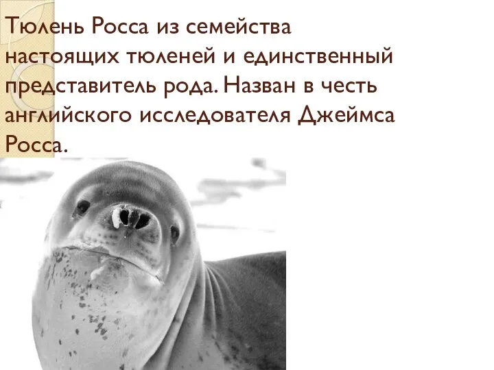 Тюлень Росса из семейства настоящих тюленей и единственный представитель рода. Назван