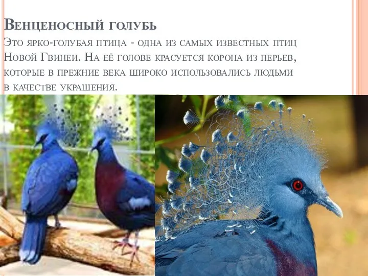 Венценосный голубь Это ярко-голубая птица - одна из самых известных птиц