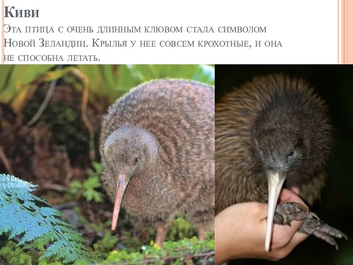Киви Эта птица с очень длинным клювом стала символом Новой Зеландии.