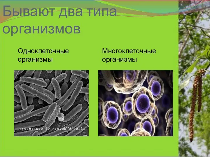 Бывают два типа организмов Одноклеточные организмы Многоклеточные организмы