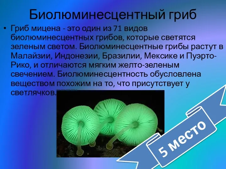 Биолюминесцентный гриб Гриб мицена - это один из 71 видов биолюминесцентных