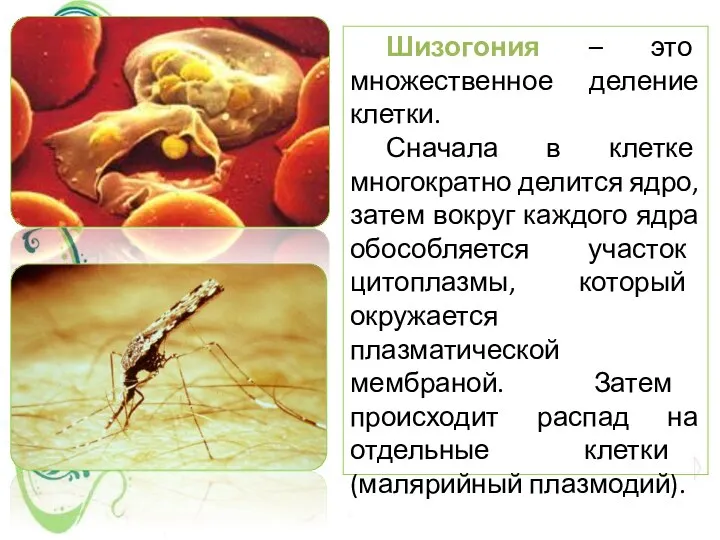 Шизогония – это множественное деление клетки. Сначала в клетке многократно делится