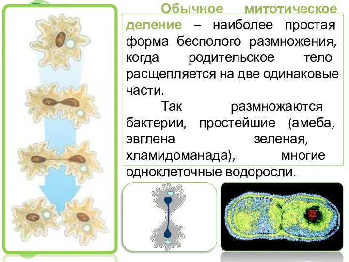 Обычное митотическое деление – наиболее простая форма бесполого размножения, когда родительское