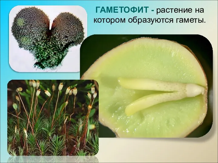 ГАМЕТОФИТ - растение на котором образуются гаметы.