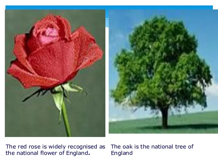 The red rose is widely recognised as the national flower of