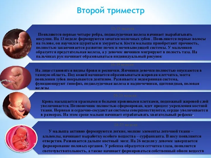 Второй триместр