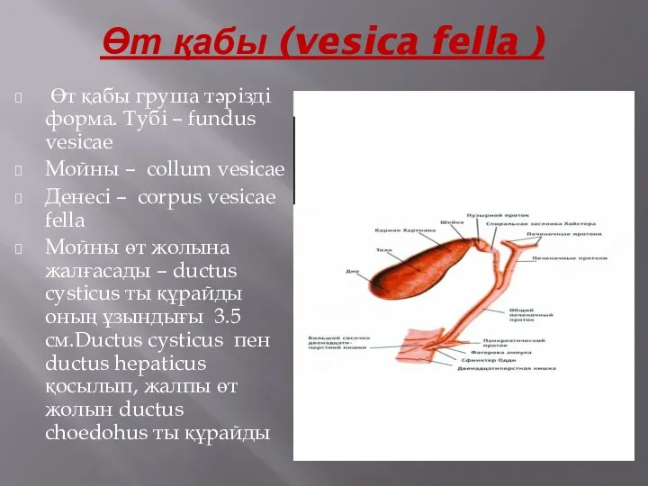 Өт қабы (vesica fella ) Өт қабы груша тәрізді форма. Тубі