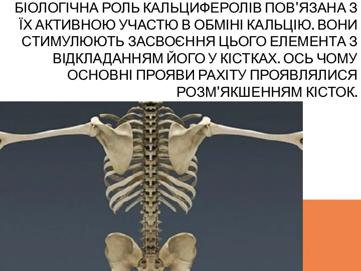 БІОЛОГІЧНА РОЛЬ КАЛЬЦИФЕРОЛІВ ПОВ'ЯЗАНА З ЇХ АКТИВНОЮ УЧАСТЮ В ОБМІНІ КАЛЬЦІЮ.