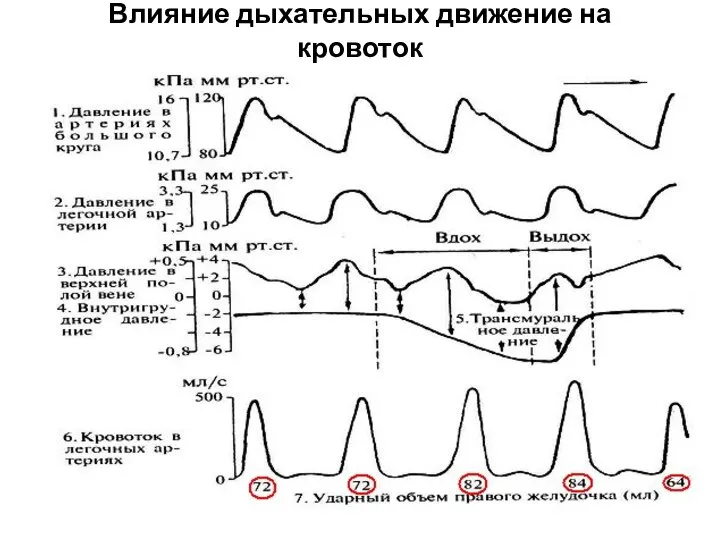 Влияние дыхательных движение на кровоток .