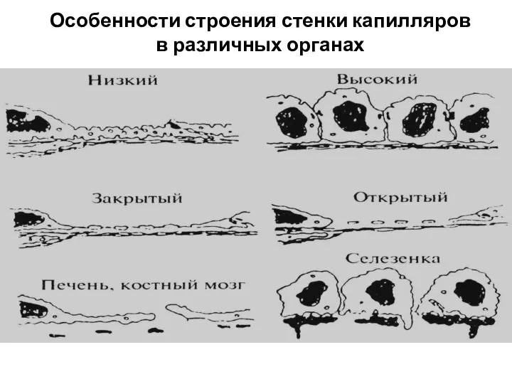 Особенности строения стенки капилляров в различных органах