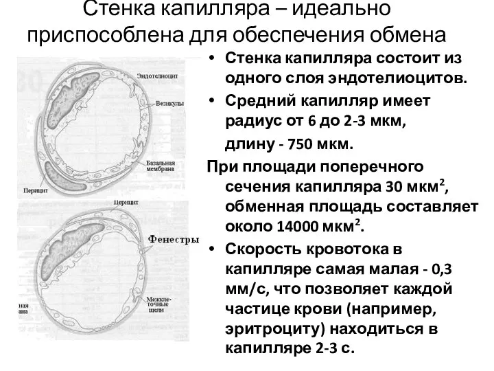 Стенка капилляра – идеально приспособлена для обеспечения обмена Стенка капилляра состоит