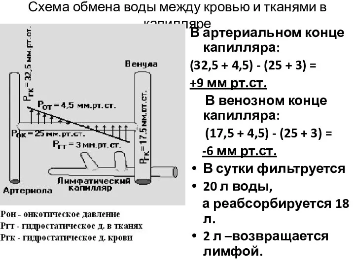 Схема обмена воды между кровью и тканями в капилляре В артериальном