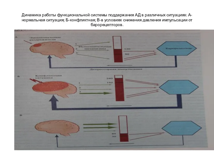 Динамика работы функциональной системы поддержания АД в различных ситуациях: А-нормальная ситуация;