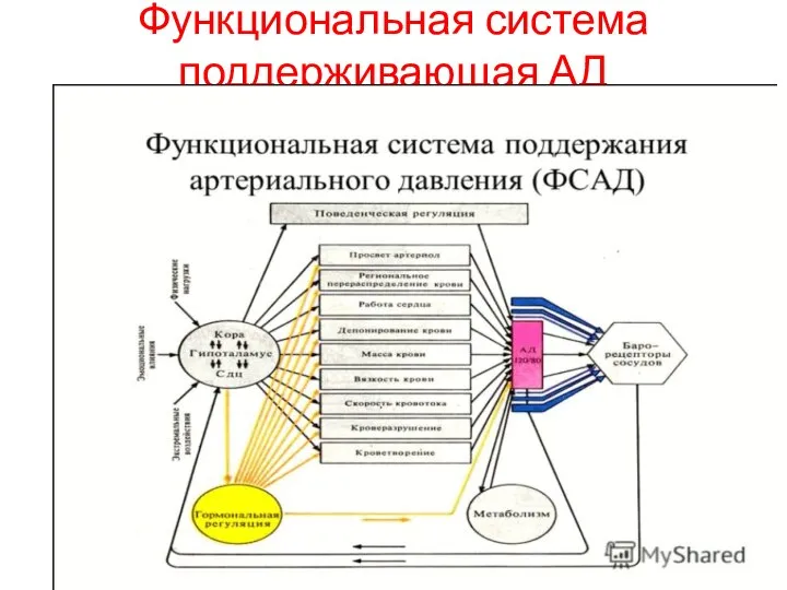 Функциональная система поддерживающая АД