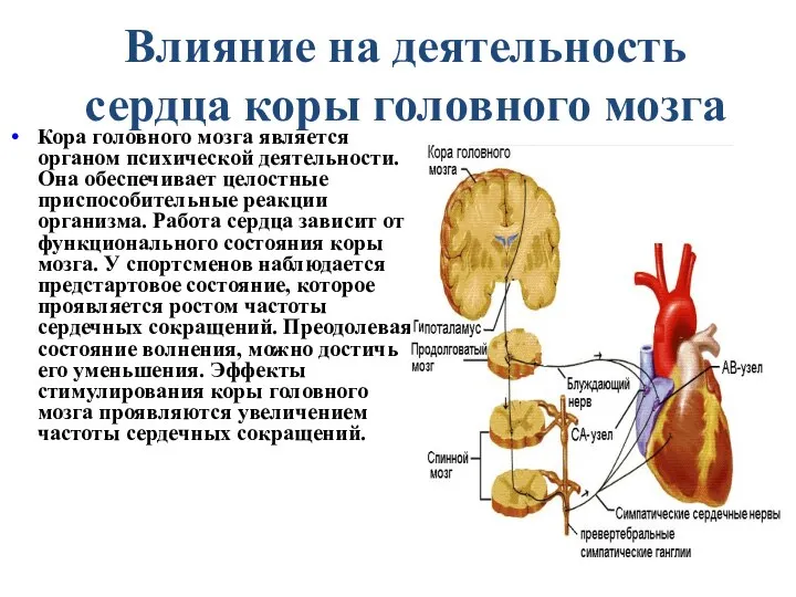 Влияние на деятельность сердца коры головного мозга Кора головного мозга является