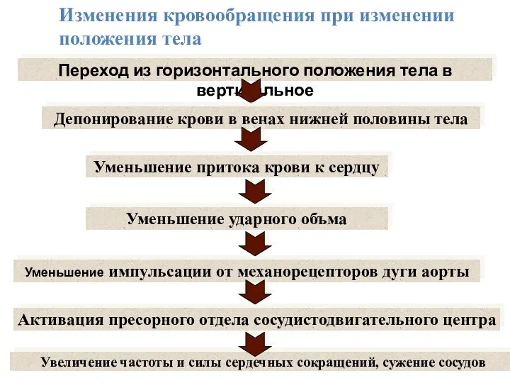 Переход из горизонтального положения тела в вертикальное Депонирование крови в венах