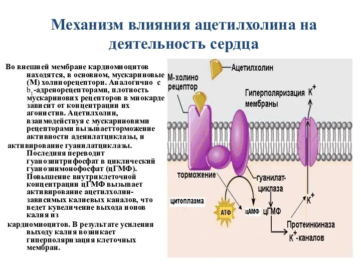 Механизм влияния ацетилхолина на деятельность сердца Во внешней мембране кардиомиоцитов находятся,