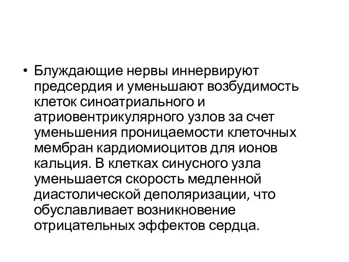 Блуждающие нервы иннервируют предсердия и уменьшают возбудимость клеток синоатриального и атриовентрикулярного