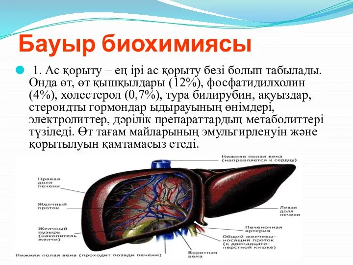 Бауыр биохимиясы 1. Ас қорыту – ең ірі ас қорыту безі