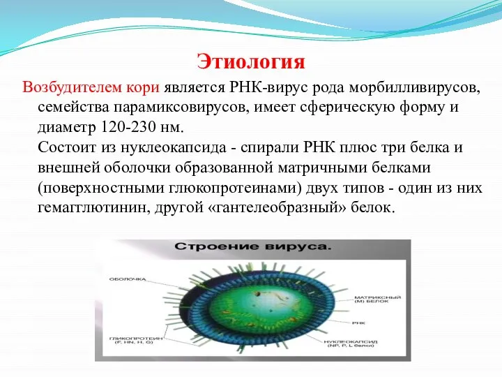 Этиология Возбудителем кори является РНК-вирус рода морбилливирусов, семейства парамиксовирусов, имеет сферическую