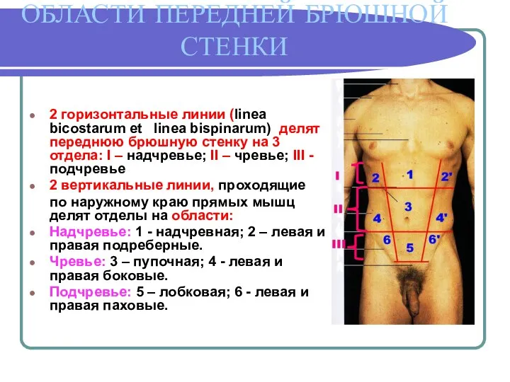 ОБЛАСТИ ПЕРЕДНЕЙ БРЮШНОЙ СТЕНКИ 2 горизонтальные линии (linea bicostarum et linea