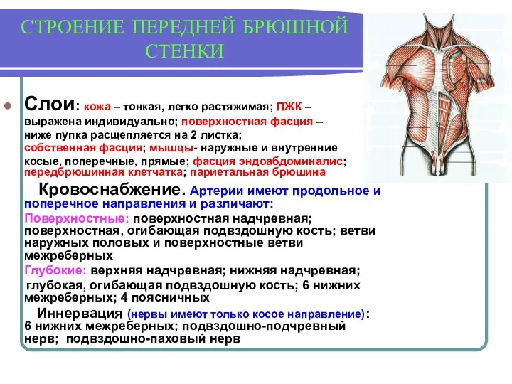 СТРОЕНИЕ ПЕРЕДНЕЙ БРЮШНОЙ СТЕНКИ Слои: кожа – тонкая, легко растяжимая; ПЖК