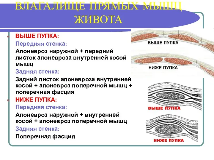 ВЛАГАЛИЩЕ ПРЯМЫХ МЫШЦ ЖИВОТА ВЫШЕ ПУПКА: Передняя стенка: Апоневроз наружной +