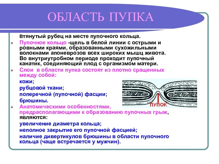 ОБЛАСТЬ ПУПКА Втянутый рубец на месте пупочного кольца. Пупочное кольцо -щель