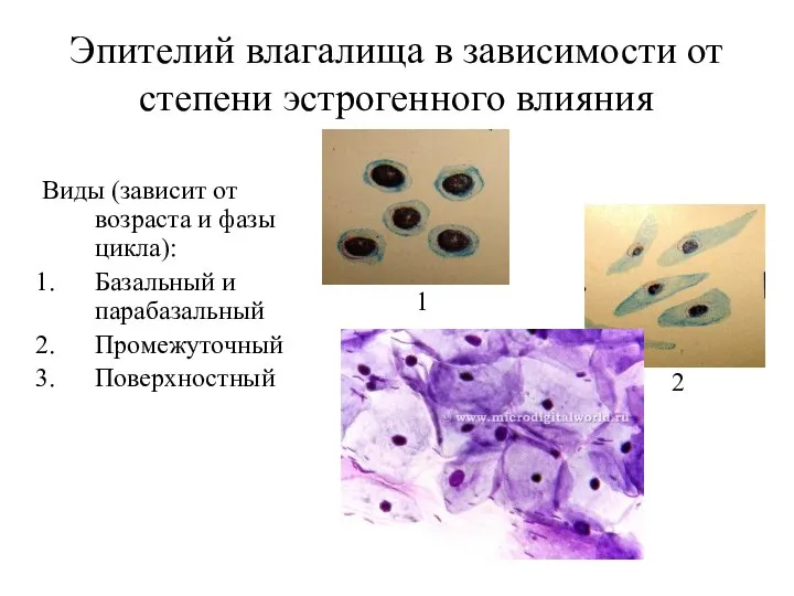 Эпителий влагалища в зависимости от степени эстрогенного влияния Виды (зависит от