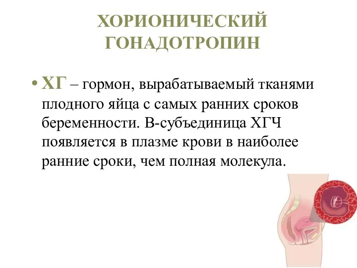 ХОРИОНИЧЕСКИЙ ГОНАДОТРОПИН ХГ – гормон, вырабатываемый тканями плодного яйца с самых