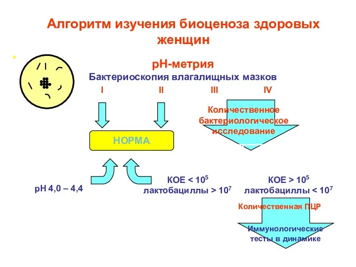 рН-метрия Бактериоскопия влагалищных мазков I II III IV  Количественное бактериологическое